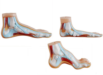 

mLabs xc-326 Anatomical Body Model(Normal, Flat and Arched Foot Model PVC)