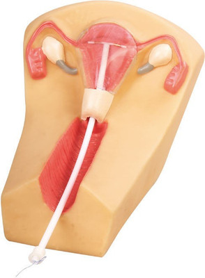 

mLabs GD/F5N Anatomical Body Model(IUD Training Simulator PVC)