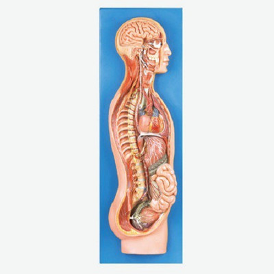 

mLabs GD/A18110 Anatomical Body Model(Sympathetic Nervous System)