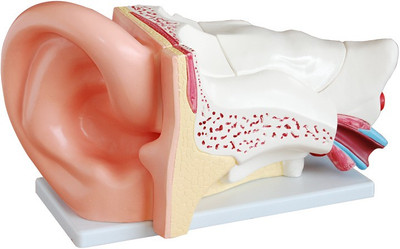 

mLabs xc-303 Anatomical Body Model(Giant Size Ear Model New Style)