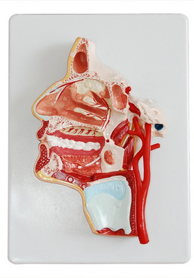 

mLabs xc-324 Anatomical Body Model(Model of the Anatomical Nasal Cavity/Model of The Head (PVC))