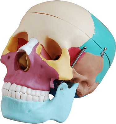 

mLabs sk454 Anatomical Body Model(Colored Skull Model)