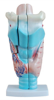 

mLabs dgh74 Anatomical Body Model(Magnified Human Larynx PVC Model)