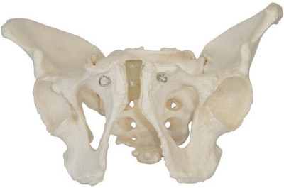 

mLabs xc-123 Anatomical Body Model(Adult Male Pelvis Model PVC)