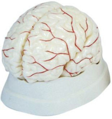 

mLabs xc-08 Anatomical Body Model(Brain With Arteries)