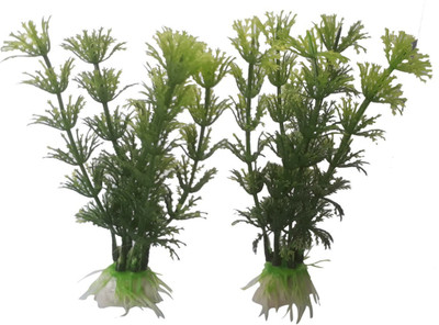 

SRI Laterite Planted Substrate(Green)