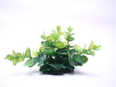 

Quality Traders Potting Soil Planted Substrate(Green)