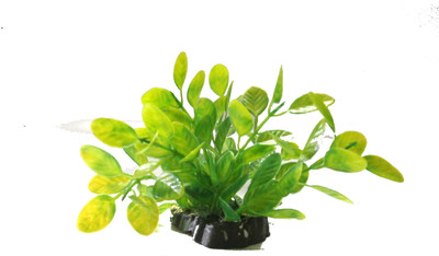 

Quality Traders Potting Soil Planted Substrate(Green)