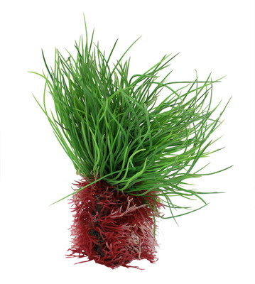 

Jainsons Pet Products Laterite Planted Substrate(Green)
