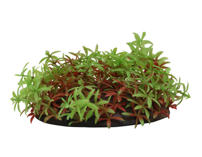 

Jainsons Pet Products Laterite Planted Substrate(Green)