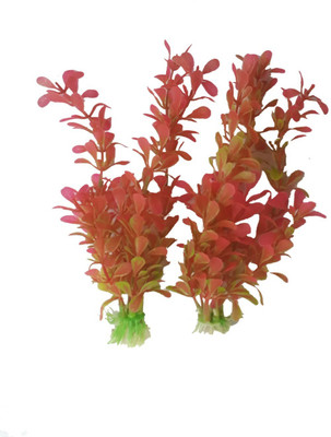 

SRI Laterite Planted Substrate(Orange)