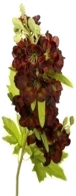 

Flowers Forever Single Larkspur Brown Assorted Artificial Flower(Pack of 1)