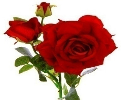 

Flowers Forever 3 Heads Velvet Red Rose Artificial Flower(Pack of 1)