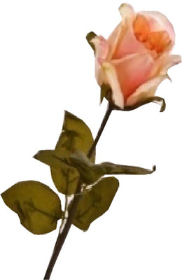 

Flowers Forever Single White, Pink Rose Artificial Flower(Pack of 1)