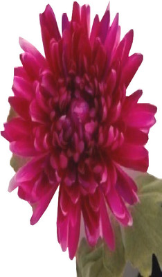 

Flowers Forever Single Mum Pink Assorted Artificial Flower(Pack of 1)