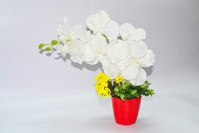 

Magical Petals Multicolor Orchids Artificial Flower with Pot(12 inch, Pack of 1)