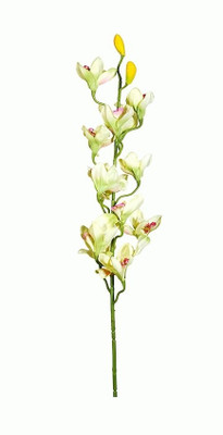 

Orchard Green Orchids Artificial Flower(50 inch, Pack of 1)