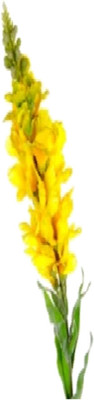 

Flowers Forever Single Common Snapdragon Yellow Assorted Artificial Flower(Pack of 1)