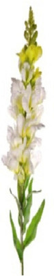 

Flowers Forever Single Common Snapdragon White Assorted Artificial Flower(Pack of 1)