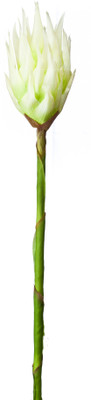 

Kusal Heliconia Big Bud White Assorted Artificial Flower(Pack of 1)