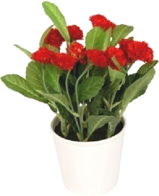 

Flowers Forever Mini Lilac Red Assorted Artificial Flower with Pot(Pack of 1)