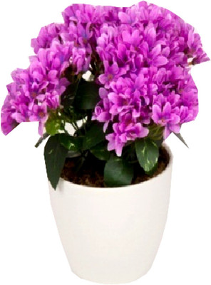 

Flowers Forever Purple Assorted Artificial Flower with Pot(Pack of 1)