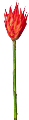 

Kusal Heliconia Big Bud Orange Assorted Artificial Flower(Pack of 1)