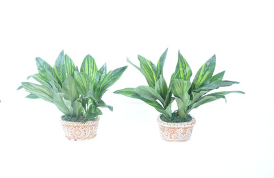 

Home Decor Mini Marco Plant Arrangement Green Assorted Artificial Flower with Pot(8 inch, Pack of 2)