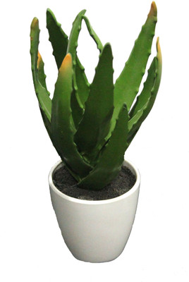 56% OFF on PolliNation Green Bonsai Cactus with Pot Bonsai Wild Artificial Plant with Pot(24 cm, Green)