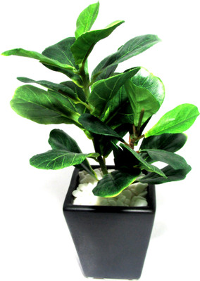 34% OFF on Fourwalls Bonsai Artificial Plant with Pot(Green) 34% OFF on Fourwalls Bonsai Artificial Plant with Pot(Green)