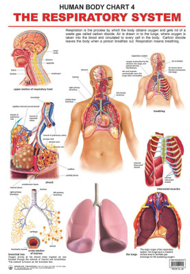 The Respiratory System(English, Paperback, unknown)