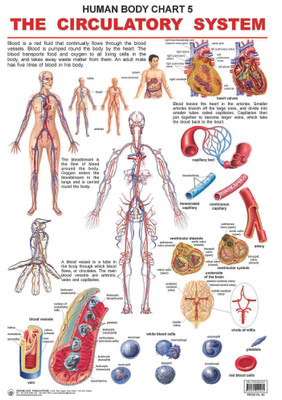 The Circulatory System(English, Paperback, unknown)