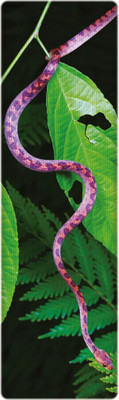 

That Company Called IF National Geographic - Cat-Eyed Snake 3D Bookmark(National Geographic, Multicolor)