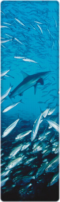 

That Company Called If National Geographic - GalaPagos Shark And Salemans 3D Bookmark(National Geographic, Multicolor)