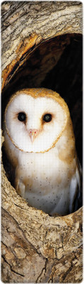 

That Company Called IF National Geographic - Barn Owl 3D Bookmark(National Geographic, Multicolor)