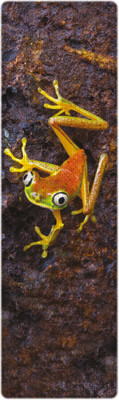 

That Company Called IF National Geographic - Lemur Leaf Frog 3D Bookmark(National Geographic, Multicolor)