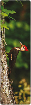 

That Company Called IF National Geographic - Pileated Woodpecker 3D Bookmark(National Geographic, Multicolor)