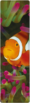 

That Company Called IF National Geographic - Clown Anemonefish 3D Bookmark Bookmark(National Geographic, Multicolor)