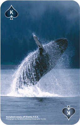 

That Company Called IF National Geographic 52 Picture Playing Cards - Spectacular Sea Life(Multicolor)