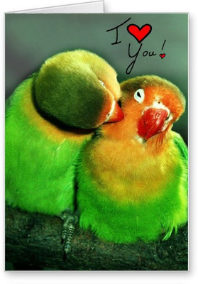 

Lolprint Love Birds Greeting Card(Multicolor, Pack of 1)