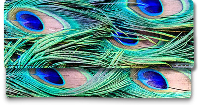 

Shoprider Casual Multicolor Clutch