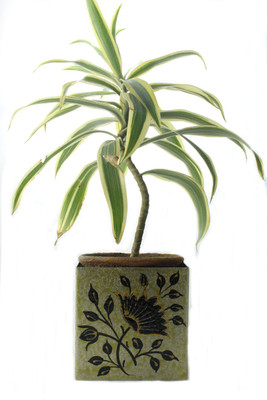 

Sarvsiddhi Plant Container(Metal, External Height - 12 cm), Silver
