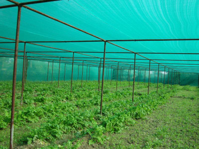 

Pepper Agro GREEN SHADE NETTING 75% 21 SQ METERS (7M X3M) Garden Tool Kit(1 Tools)