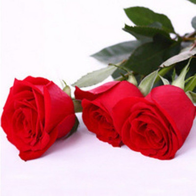 

GREEN FARMS Rose Seed(20 per packet)