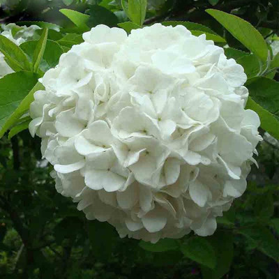 

Futaba Bonsai White Hydrangea Seed(100 per packet)