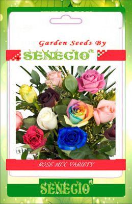

SENECIO™ Rose Seed(20 per packet)