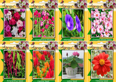 

Airex Vinca, Gomphrena Mixed, Morning Glory, Cosmos Mixed, Amaranthus, Celosia, Lotus, and Tithonia Seed(15 per packet)