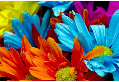 

Wall Décor Poster Paper Print(26 inch X 14 inch, Rolled)