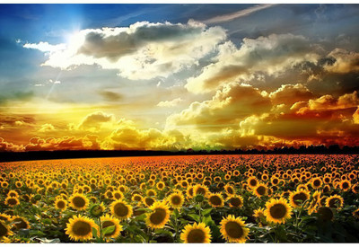

Wall Décor Poster Paper Print(26 inch X 14 inch, Rolled)