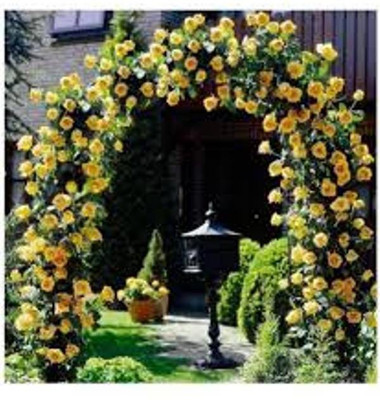 

PABBA Rose Seed(10 per packet)